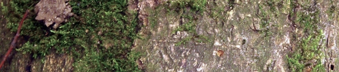 Mining Claims Information